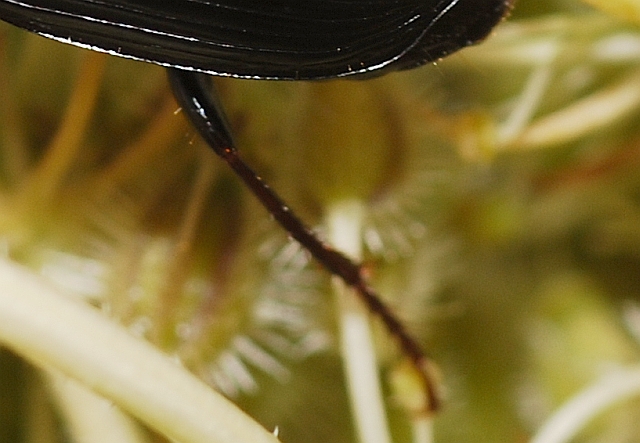 Anisodactylus signatus